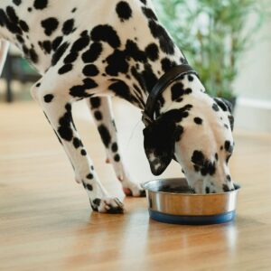 Read more about the article What Meals Do Dog Eats?