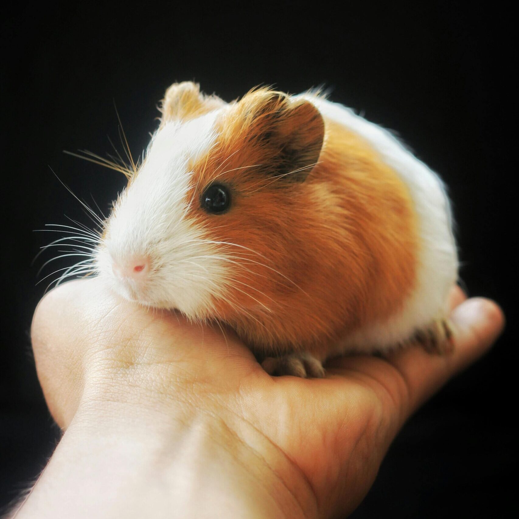 You are currently viewing Can Dog Food Hurt Guinea Pigs? Here’s What You Need to Know