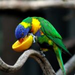 Parrot Food: Top Brands, Homemade Recipes, and Feeding Tips